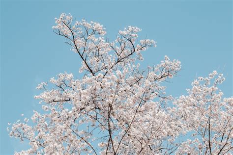 桃花樹|台灣的桃花盛開時節：花期指南，賞花季即將來臨！ 